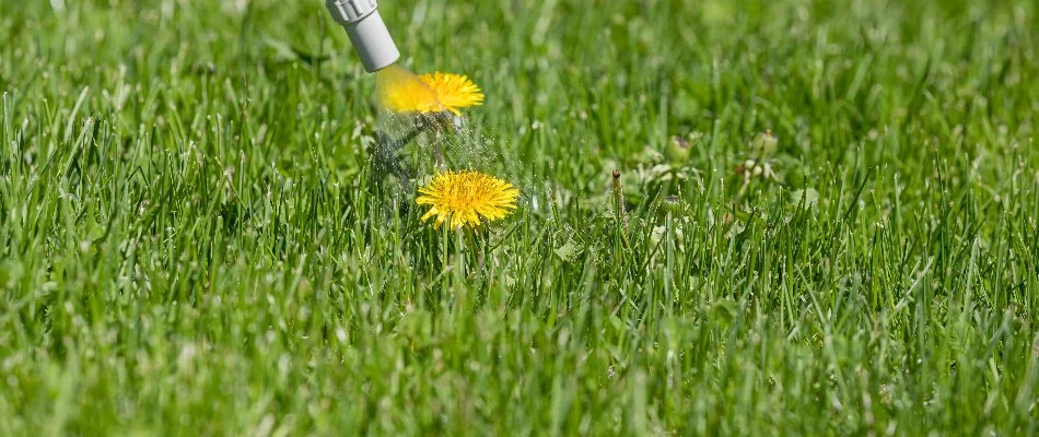 Post-emergent herbicide for dandelions in Westfield, NJ.
