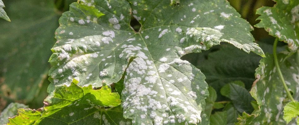 Powdery mildew found on plant on property in Westfield, NJ.