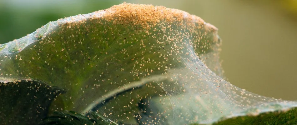 Spider mites commonly found in New Jersey found on property in Westfield, NJ.
