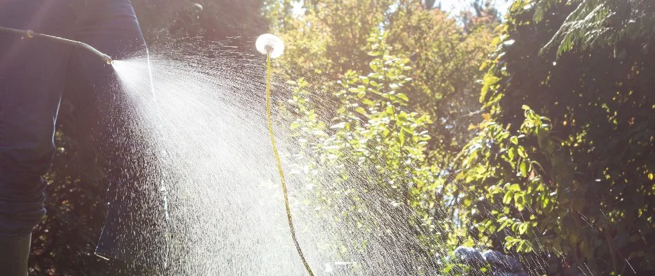 Spraying a weed control treatment on a dandelion in Westfield, NJ.