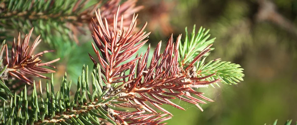 Tree in Westfield, NJ, with needle cast disease.