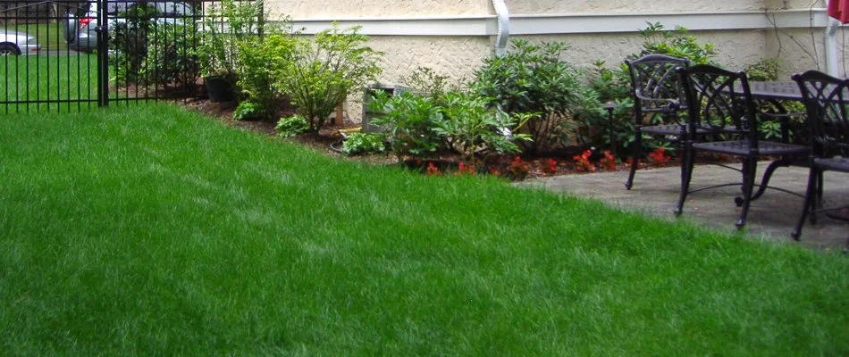 Thick green grass and plants in Westfield, NJ, next to some patio chairs.