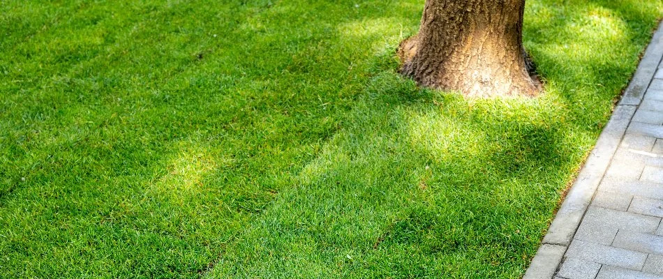 Newly installed sod in Westfield, NJ, with a tree trunk.