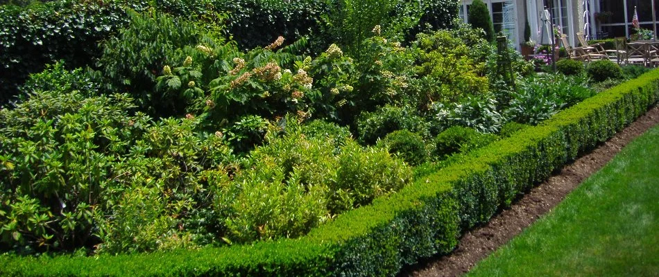 Well-maintained plants and shrubs in a landscape in Westfield, NJ.