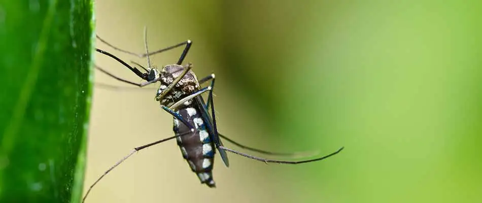 Close up photo of a mosquito in Cranford, NJ.