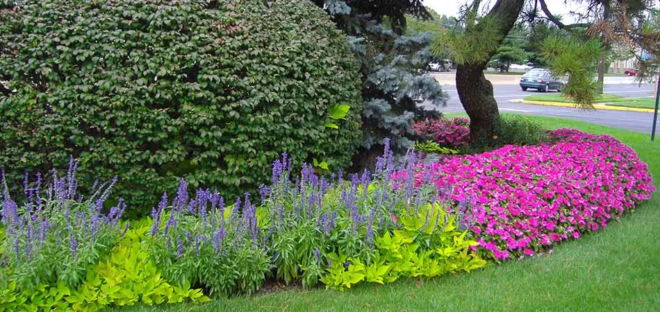 Lush flowering plants landscaped at a Watchung, NJ home.