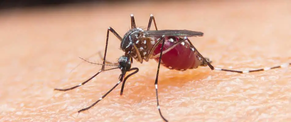 Close up photo of mosquito biting human.