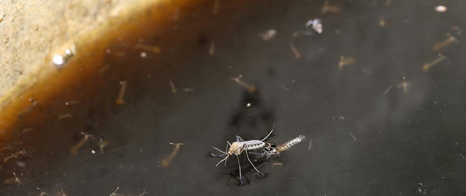 natural swimming pool mosquitoes