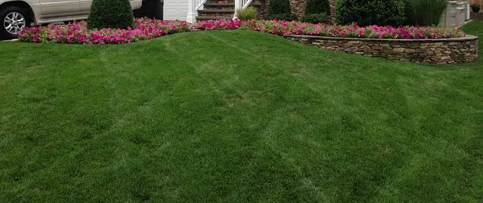 Freshly mowed home lawn in Cranford, NJ.