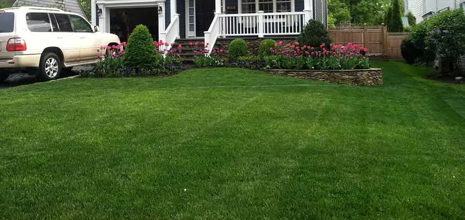Sod was selected by this homeowner in Westfield, rather than overseeding.