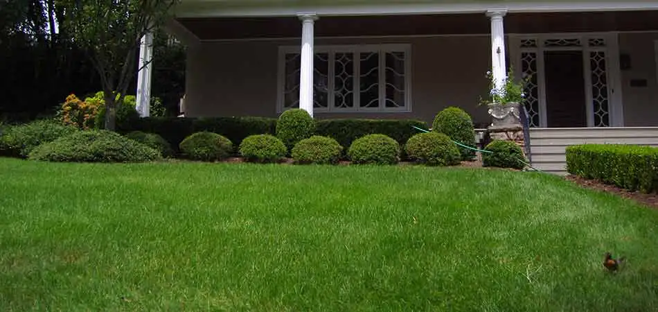 Thick, green grass lawn in Watchung, NJ.