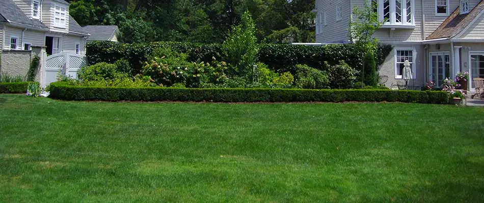 Healthy lawn in Watchung, NJ.