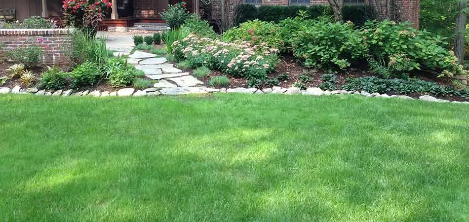 Thick, lush lawn in Watchung, NJ.