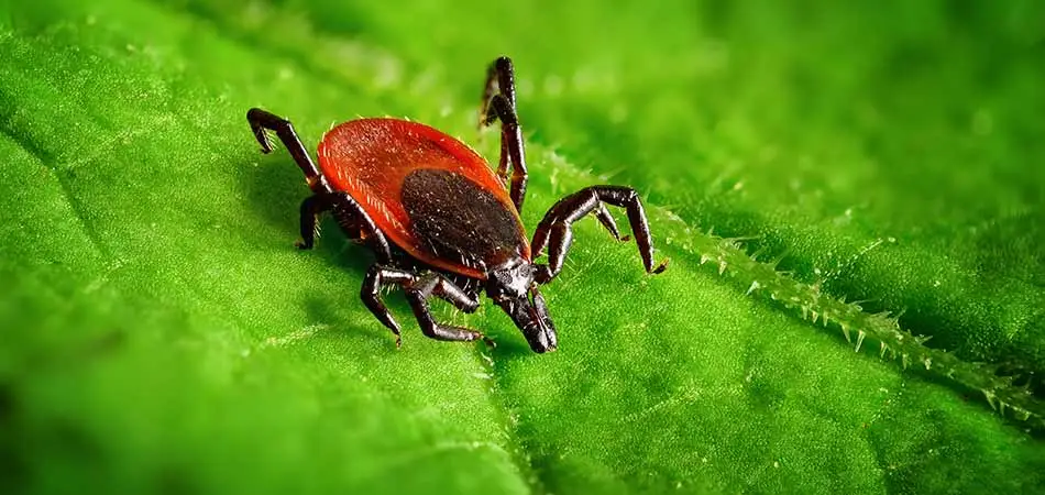 Westfield has seen an explosion in their tick population in recent years.