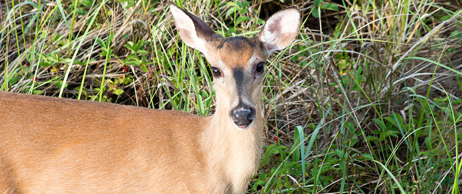 Young deer standing in grass and wild bush in Bridgewater, NJ. 