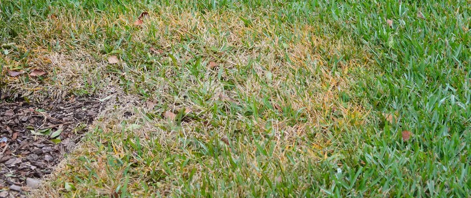 Anthracnose disease on a lawn in Westfield, NJ.