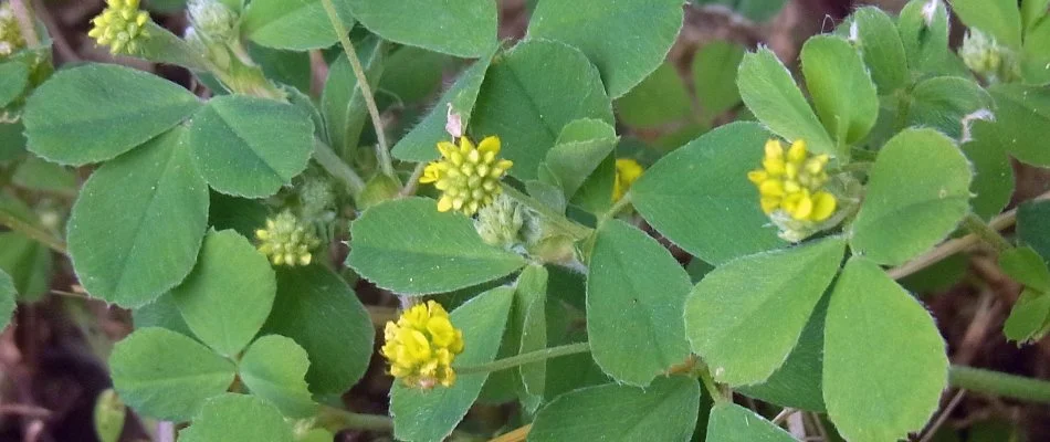 Black medic weed in New Jersey with yellow flowers.