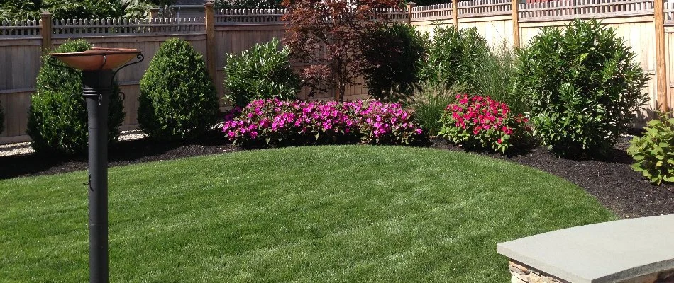 Black mulch in a landscape bed in Westfield, NJ.