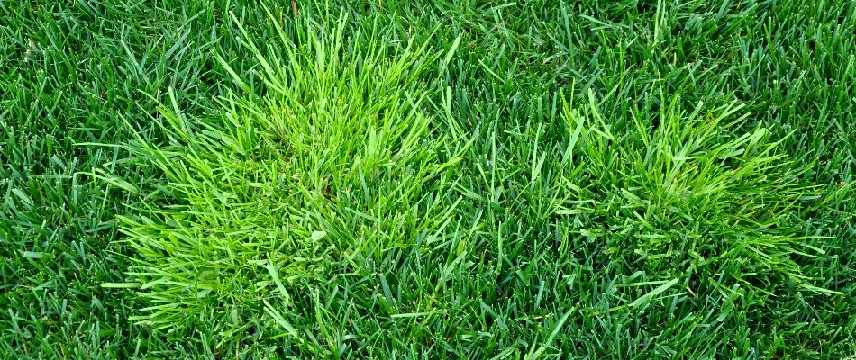 Poa annua weed on a lawn in New Jersey.