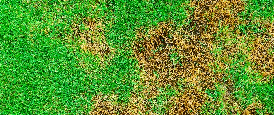 Brown patch disease on a lawn in Westfield, NJ.