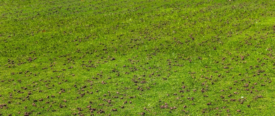 Soil cores on a lawn in Westfield, NJ after core aeration.