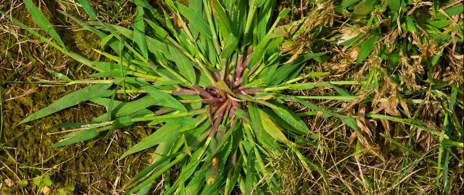 Crabgrass weed on a lawn in New Jersey.