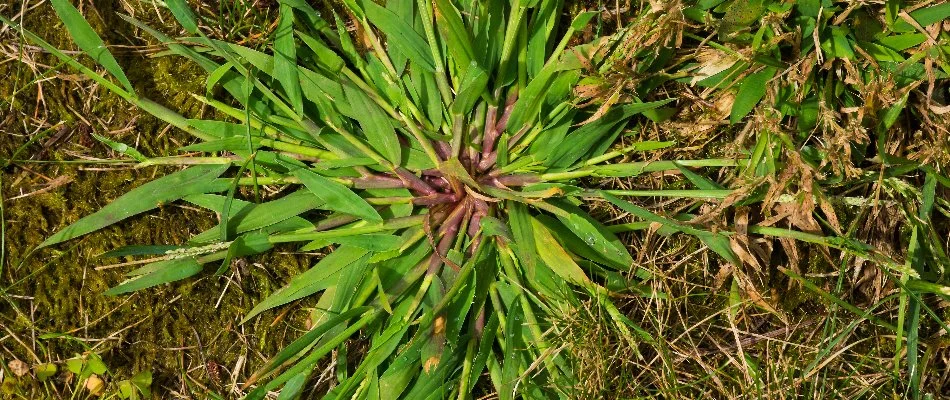 Crabgrass weed with purple center on a property in Westfield, NJ.