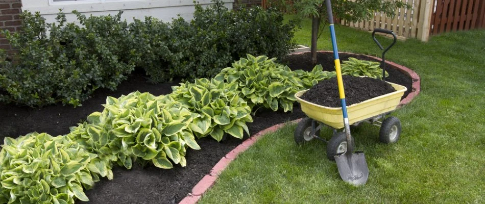 Dark mulch in a landscape bed in Westfield, NJ.