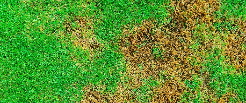Lawn with a disease in Westfield, NJ.