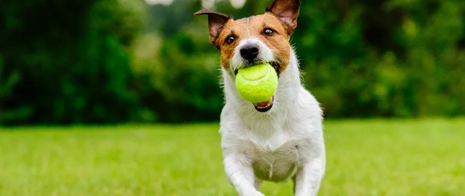 Dog with tennis ball in mouth on a property in Westfield, NJ.