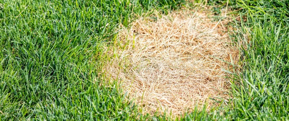Dollar spot disease on a lawn in Westfield, NJ.