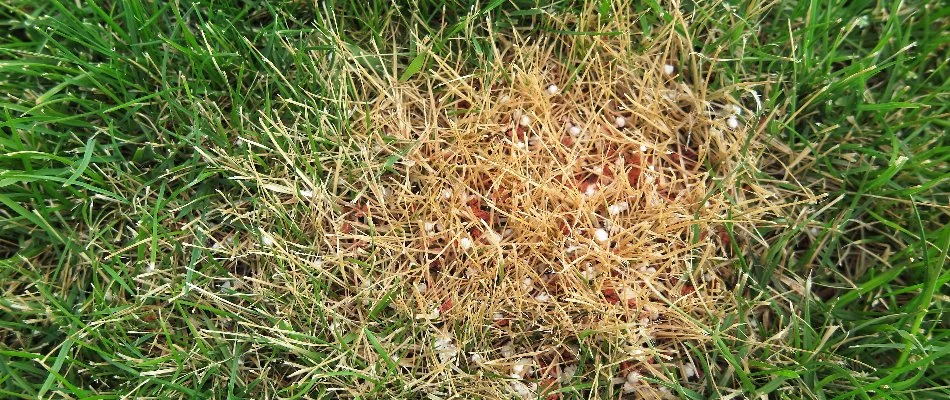 Fertilizer burn on a lawn in Westfield, NJ.