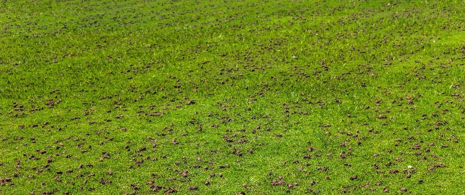 Lawn covered in soil cores on a property in Westfield, NJ.