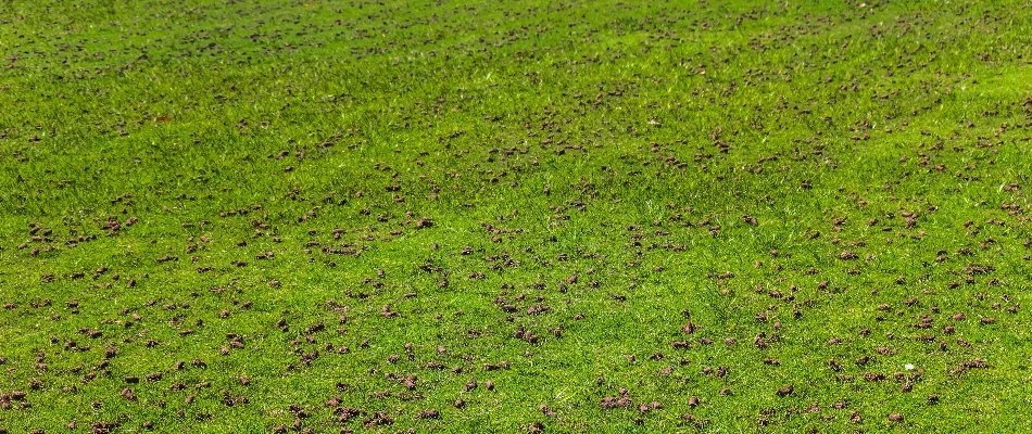 Lawn covered in soil cores after aeration in Westfield, NJ.