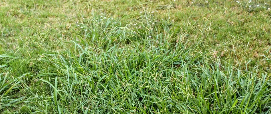 Lawn in Westfield, NJ, filled with weeds.