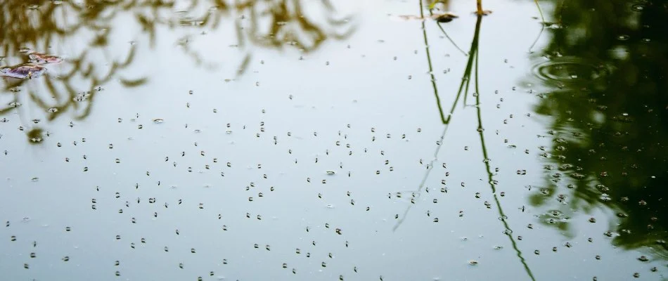 Many mosquitoes on top of standing water in Westfield, NJ.