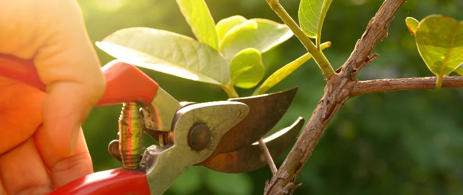 Person pruning a plant on a property in Westfield, NJ.