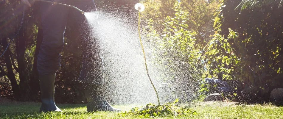 Post-emergent weed control being applied to a dandelion on a property in Westfield, NJ.