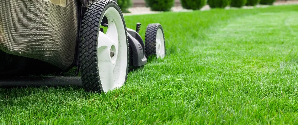 Lawn being mowed by a push mower in Westfield, NJ.