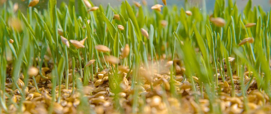 Seeds falling onto a lawn during overseeding in Westfield, NJ.