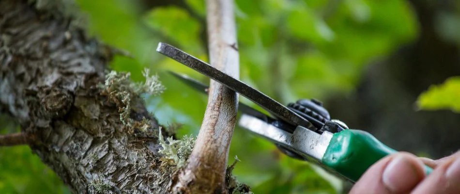 Small tree branch being pruned on a property in Westfield, NJ.