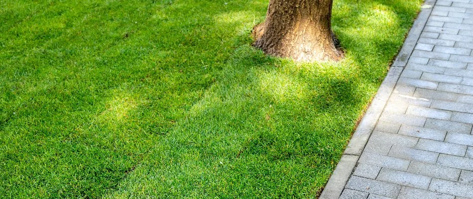 Sod installed near a tree and walkway on a property in Westfield, NJ.