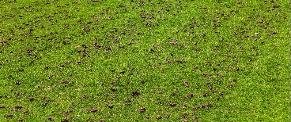 Soil cores on top of a lawn in Westfield, NJ.