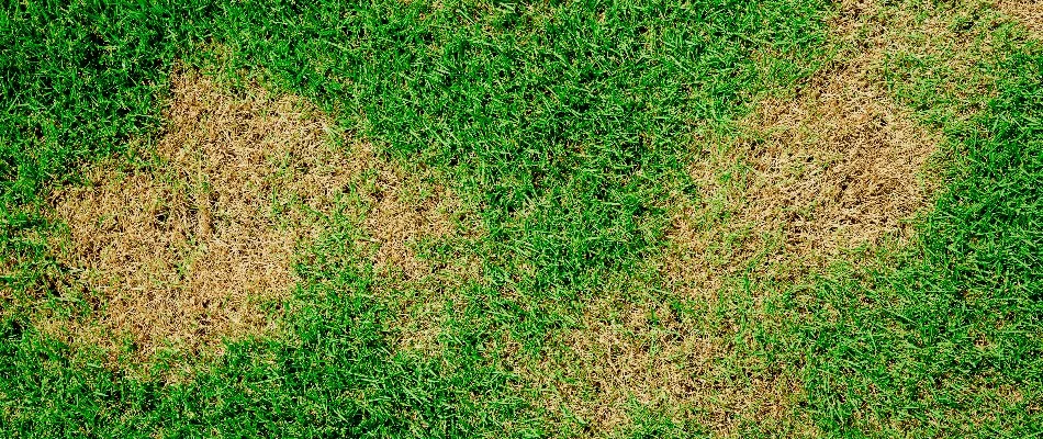 Summer patch disease on a lawn in Westfield, NJ.