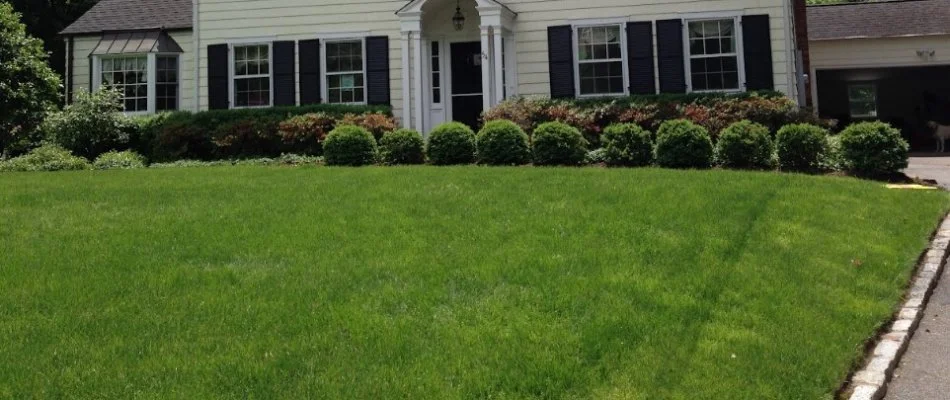 Thick, healthy lawn with plants in front of a home in Westfield, NJ.