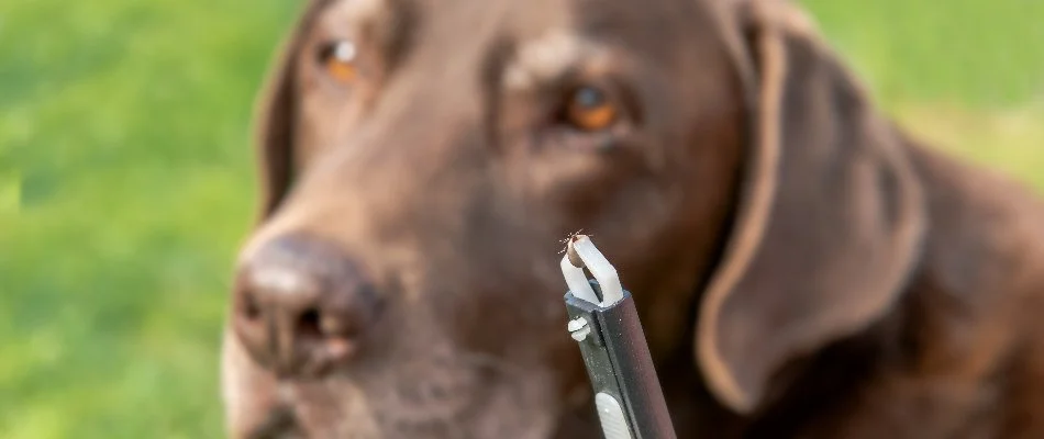 Tick in tweezer with dog in background on a property in Westfield, NJ.