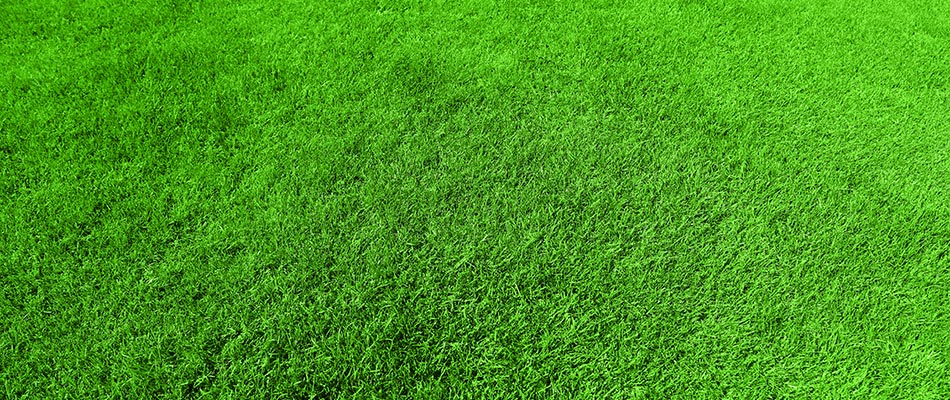Top dressed lawn for a client in Martinsville, NJ.