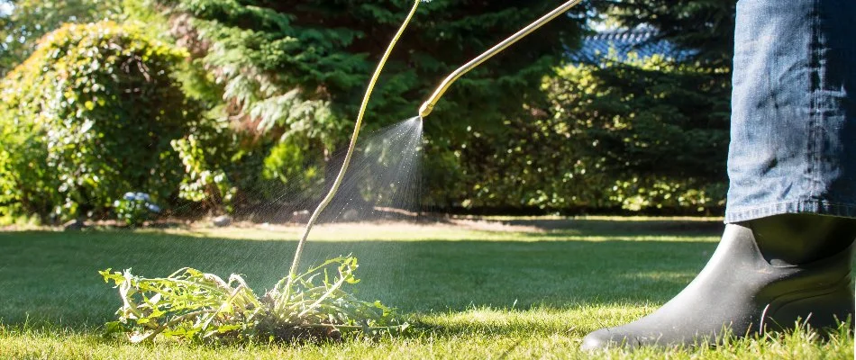Weed control treatment being sprayed on a dandelion in Westfield, NJ.