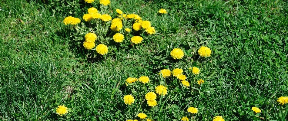 Yellow dandelion weed on a property in Westfield, NJ.