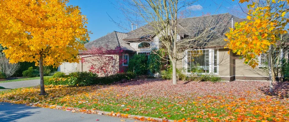 Yellow leaves on a lawn in Westfield, NJ.